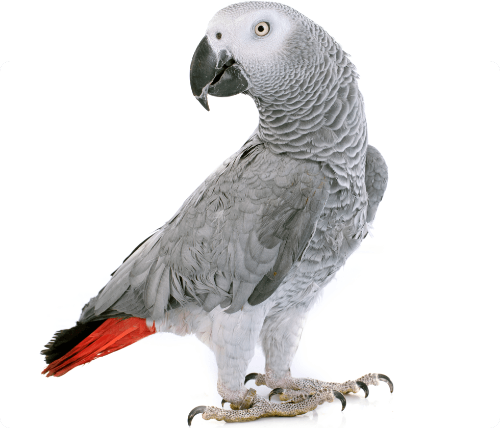 african gray parrot on white background