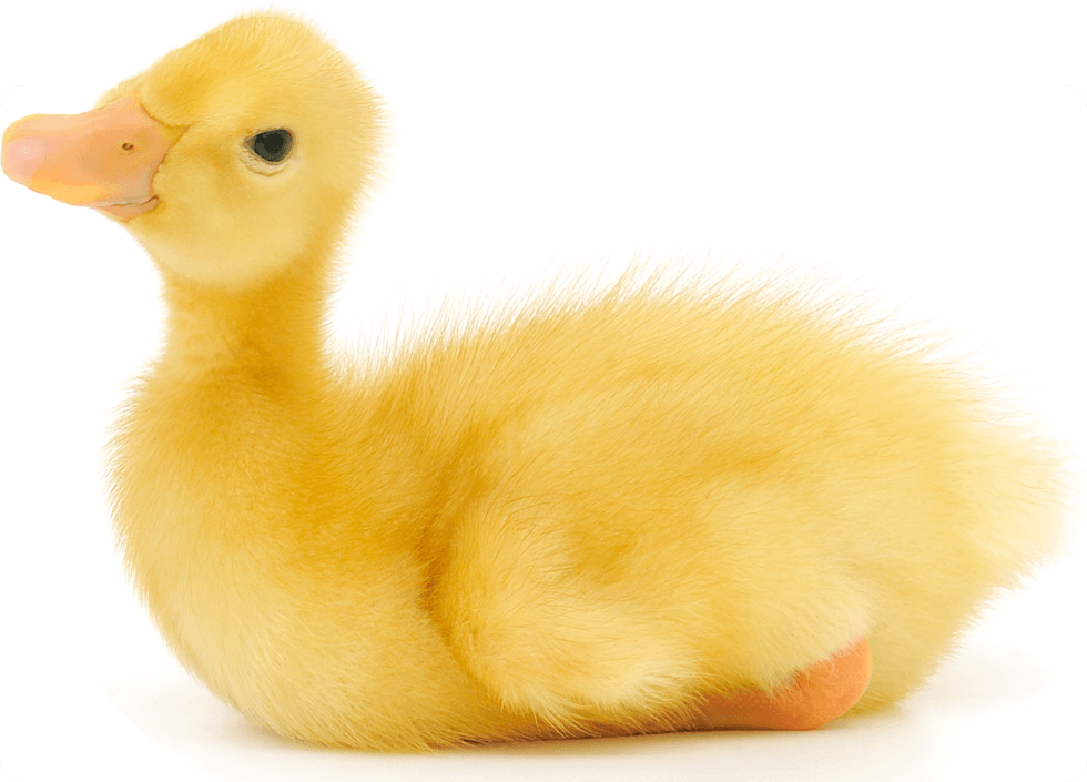 cute smiling duckline on white background