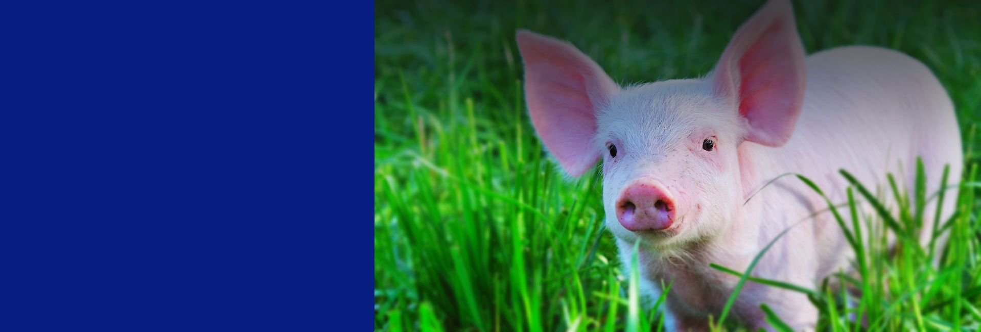 funny pink pig between green grass
