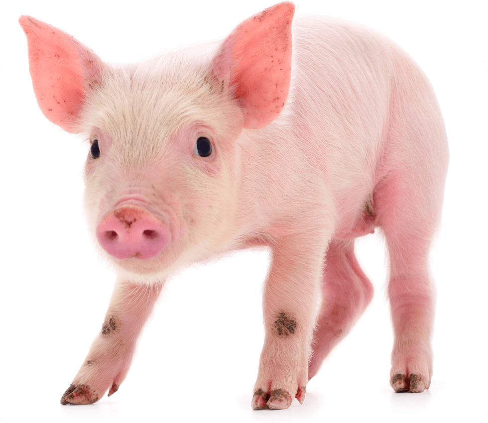 small pink pig on white background