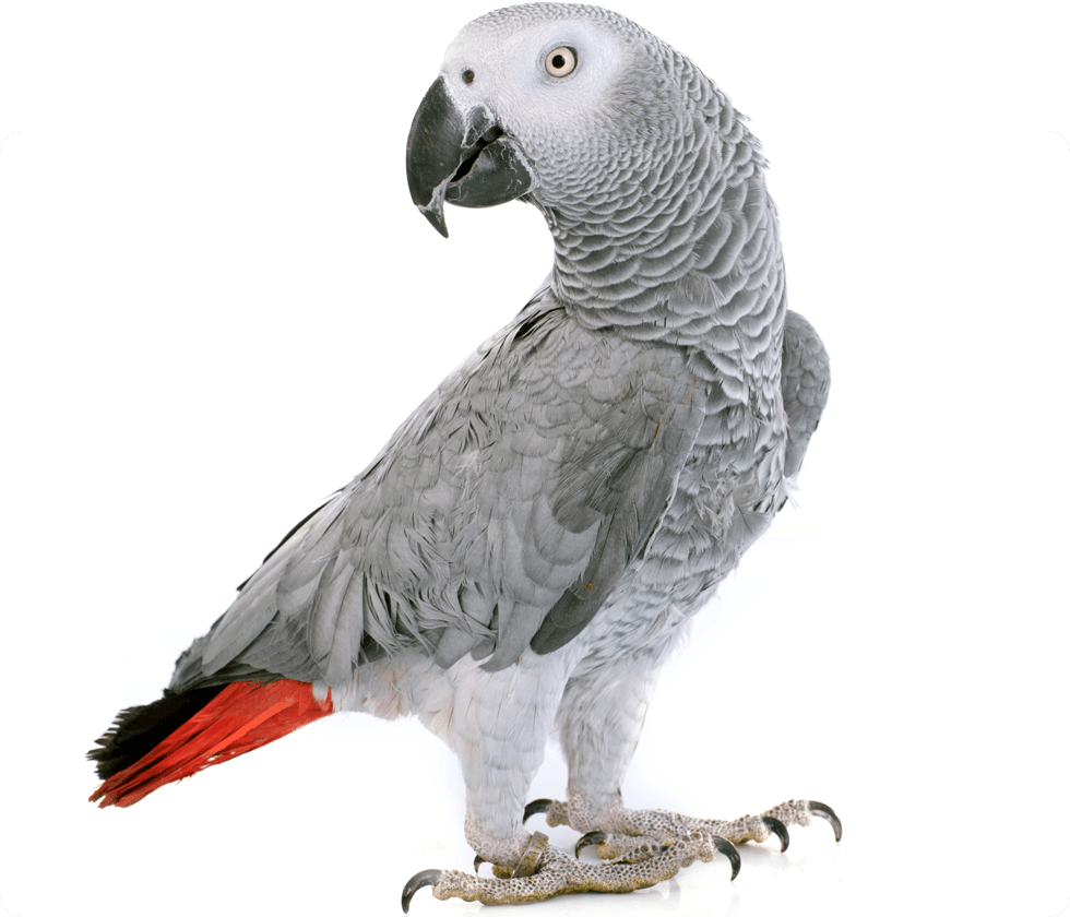 African grey parrot standing, showing its grey feathers and red tail.