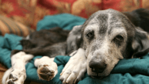 Old gray dog with soulful eyes resting on a teal blanket.
