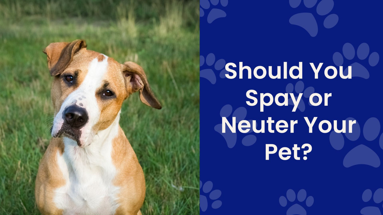 A dog with expressive eyes and floppy ears looks at the camera, with a text overlay about pet spaying and neutering.