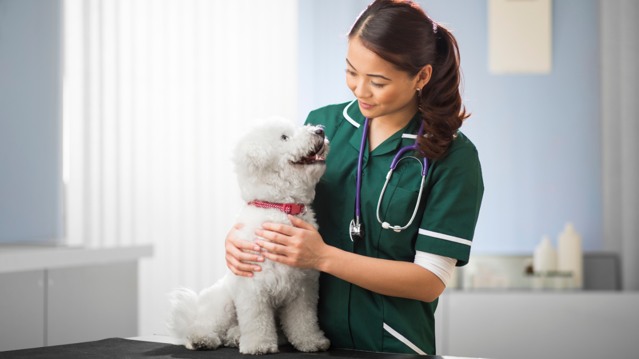 Veterinarian in green scrubs smiling at a happy white dog on an exam table.