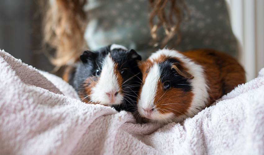 Two guinea pigs snuggling on a soft pink blanket.
