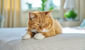 Orange tabby cat lying down on a bed in a sunlit room.