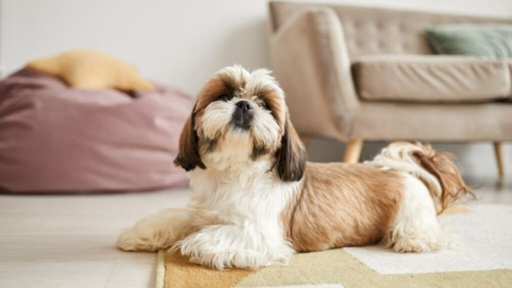 Shih Tzu dog lying on a rug in a cozy room, looking up.