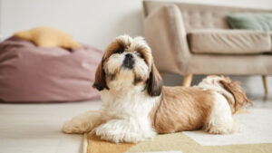 Shih Tzu dog lying on a rug in a cozy room, looking up.
