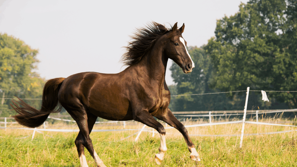 A dark brown horse galloping in a grassy field with flowing mane.