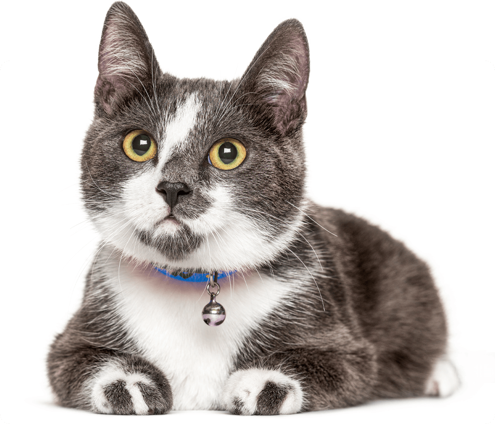 Gray and white cat with yellow eyes wearing a blue collar with a bell.