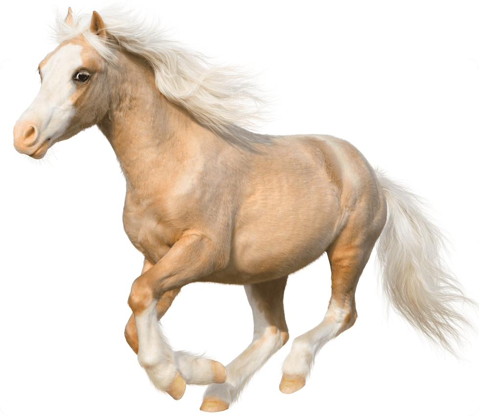 A dynamic palomino horse with a flowing white mane and tail in motion.