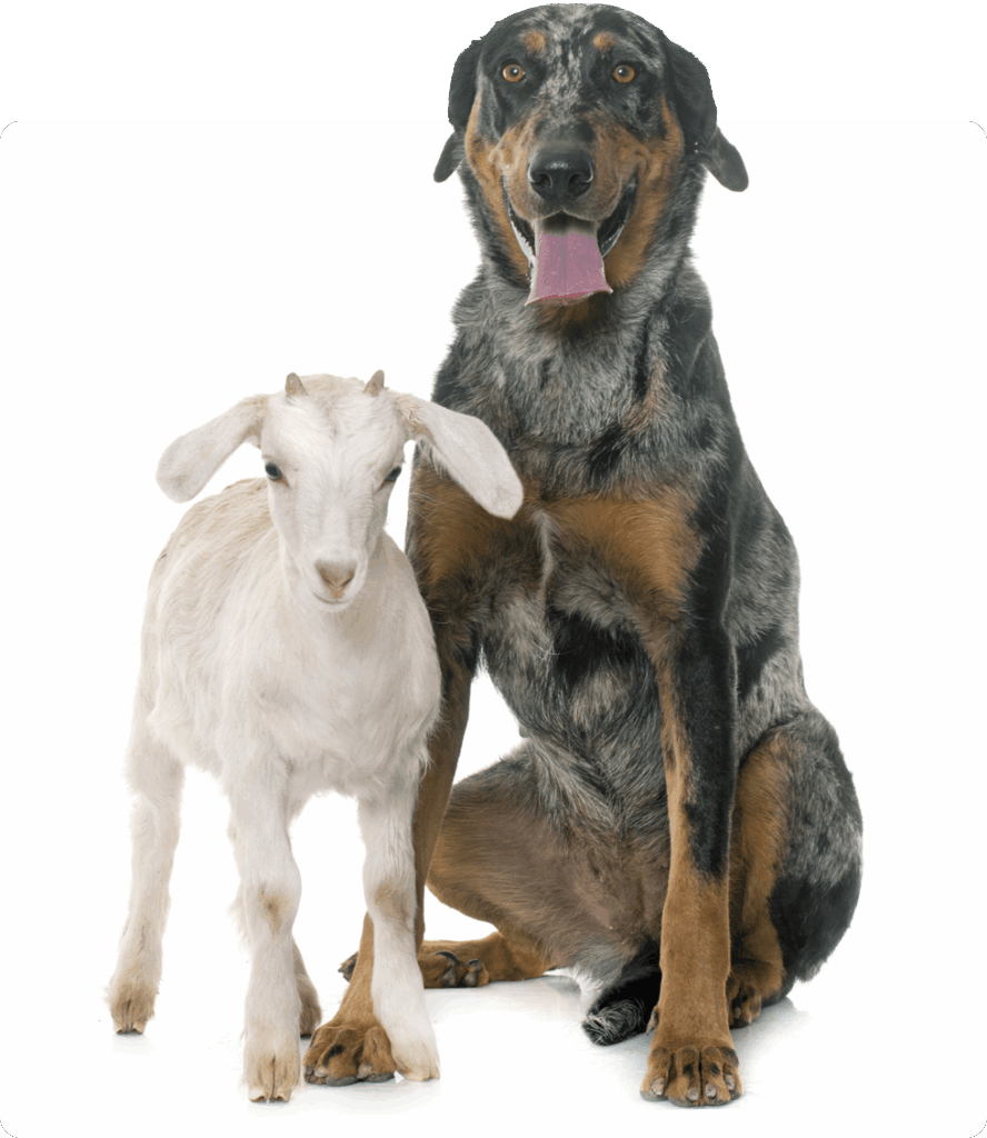 A dog sitting next to a baby goat, both looking at the camera.