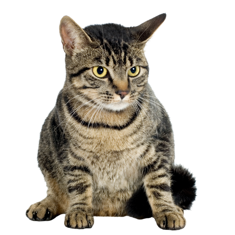 Tabby cat sitting with alert expression and striking striped fur.