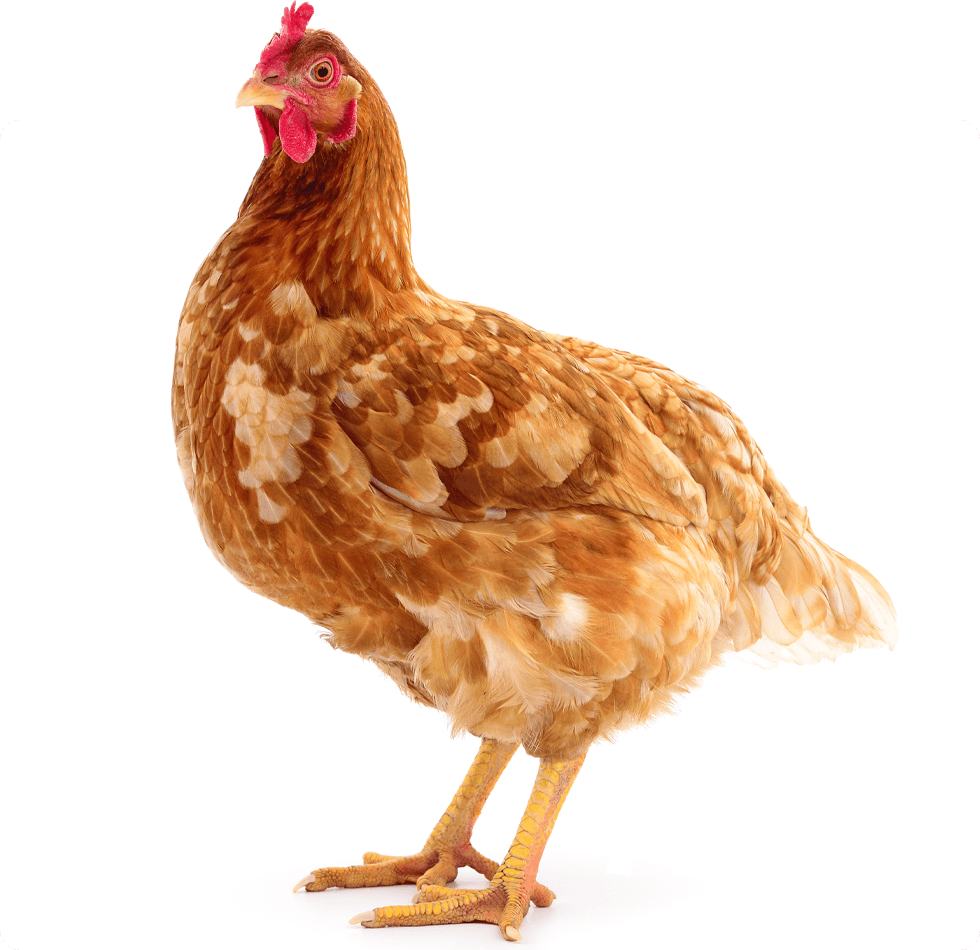 A brown chicken with a red comb standing and looking to the side.