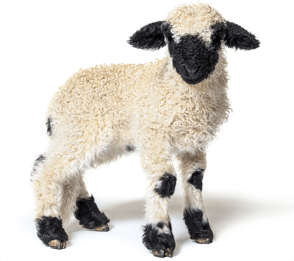 A small lamb with a curly fleece and a black face standing and looking forward.