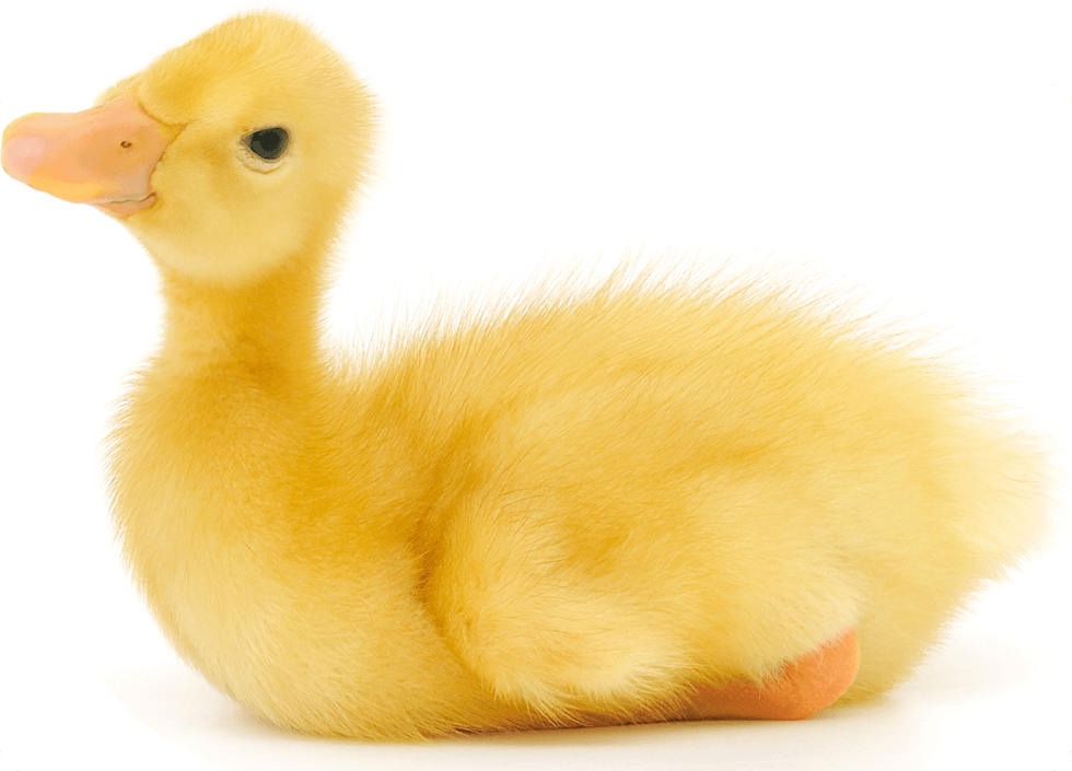 A fluffy yellow duckling sitting and looking up.