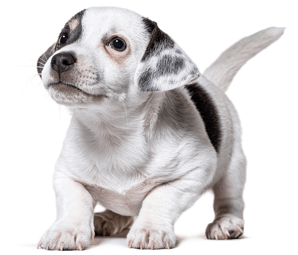 A white and black puppy looking up with a curious expression.
