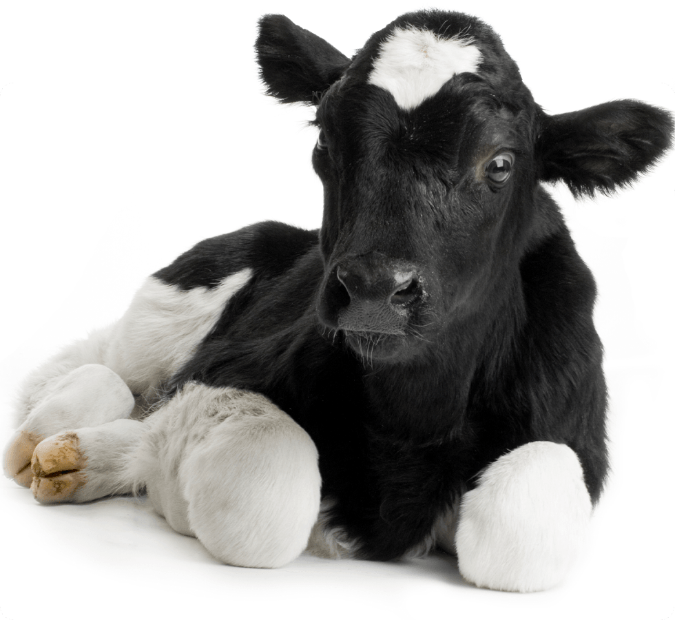 Black and white calf lying down, looking at the camera.