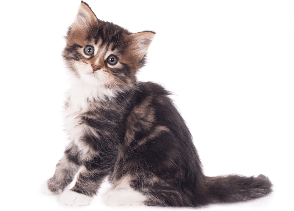 Fluffy kitten with dark stripes and bright blue eyes.