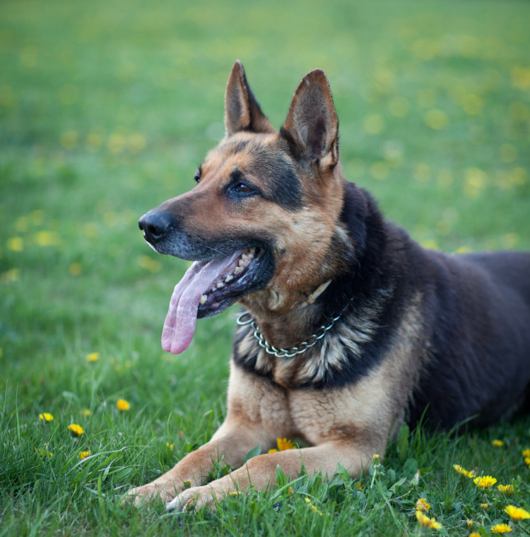 German Shepherd lying in a grassy field with dandelions.