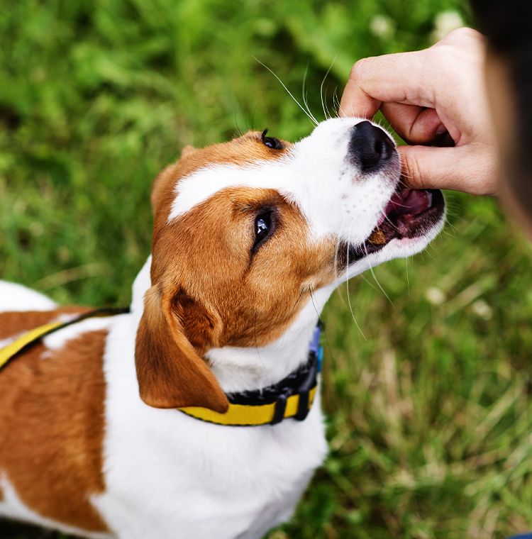 Brown and white dog receiving a treat from a person's hand.
