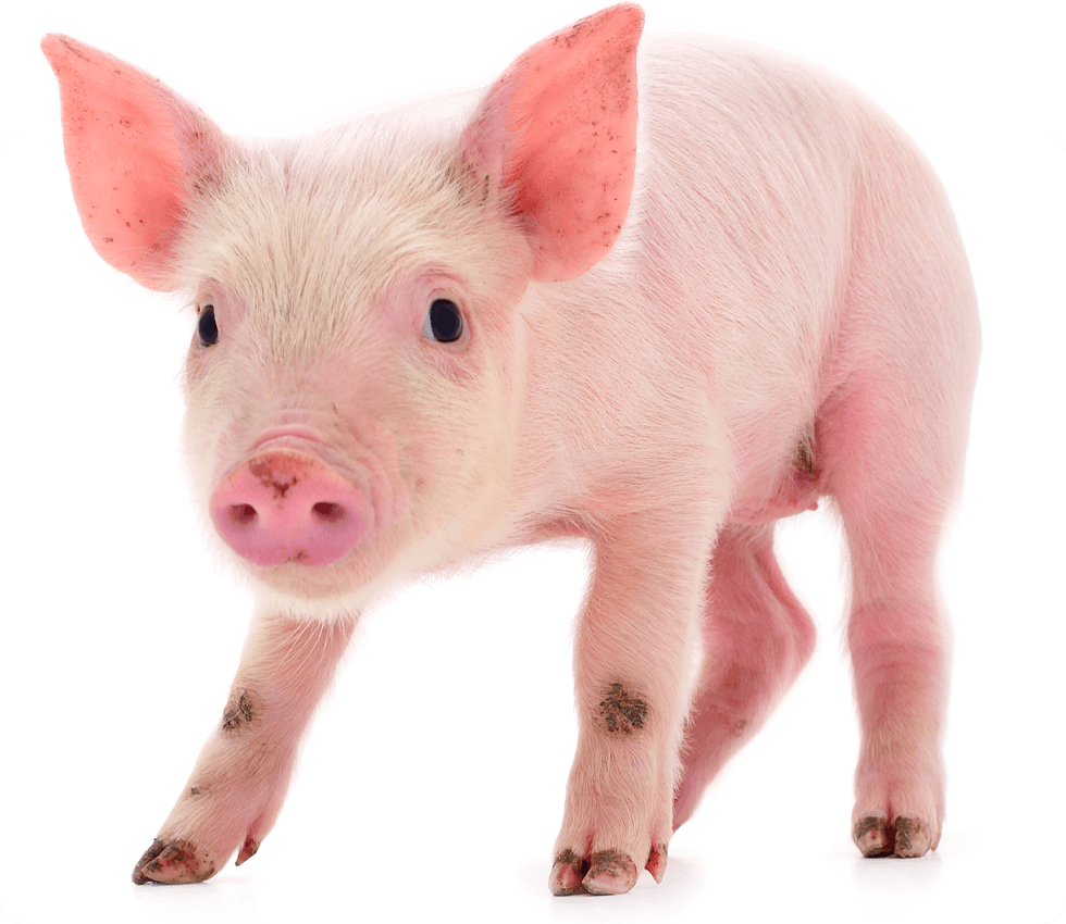 A young pink pig standing, looking directly at the viewer.