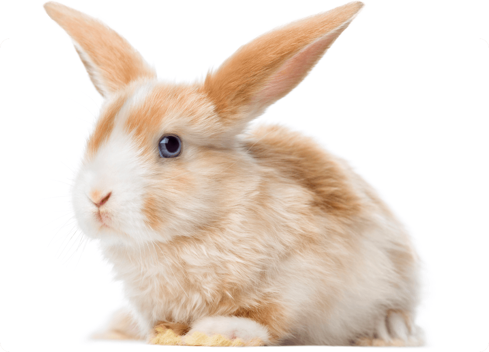 Close-up of a tan and white rabbit with large upright ears.