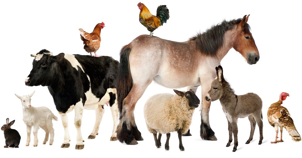 A variety of farm animals including cows, horses, sheep, chickens, a rabbit, and a donkey.