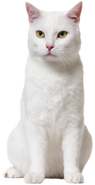 White cat with yellow eyes sitting upright and looking directly at the viewer.