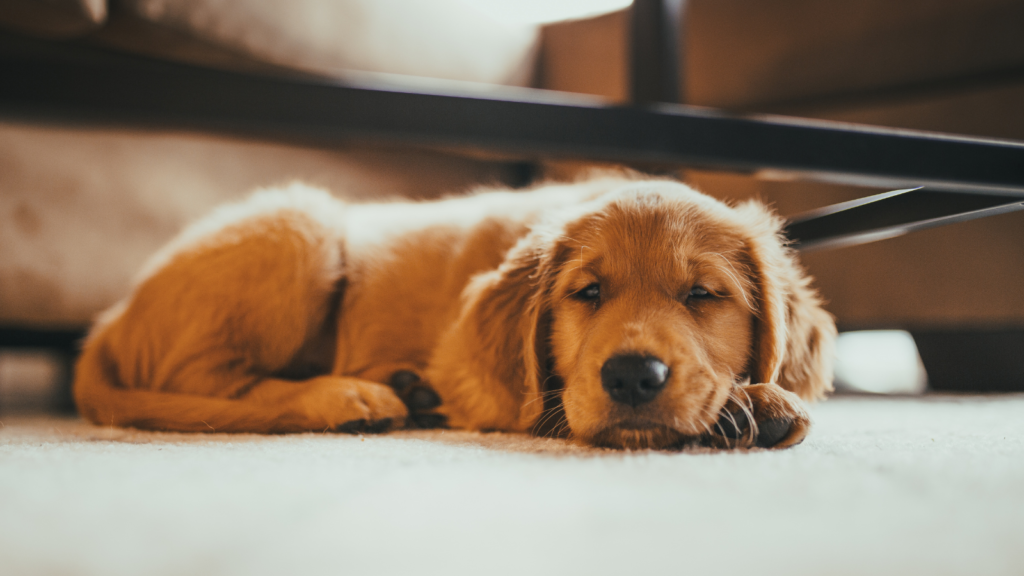 Golden retriever puppy sleeping on a carpet under a piece of furniture.