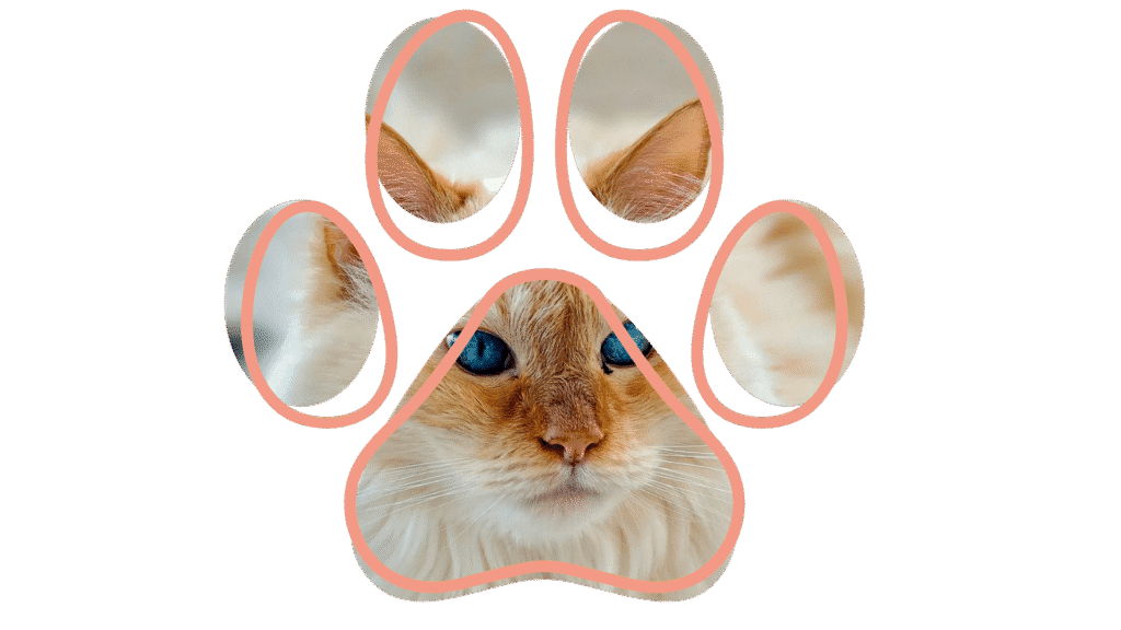 vet near me pet trivia Norton Animal Health Center Norton KS