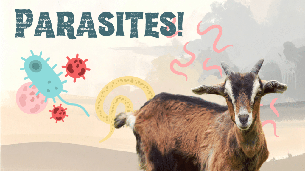 Goat surrounded by parasites in Norton, KS